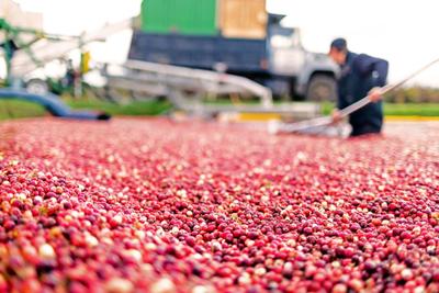 Marsh to table: How the holiday cranberry graces our tables each year