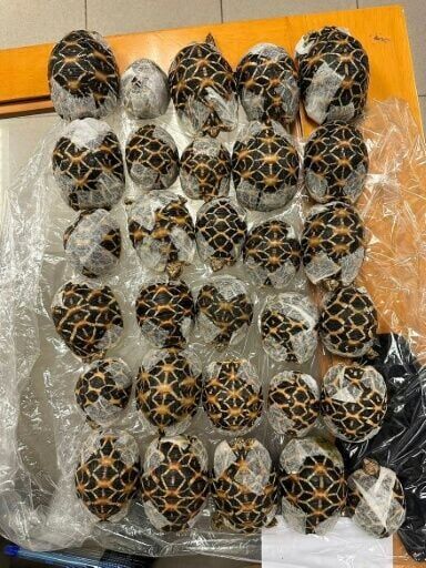 Authorities became suspicious of the 19-year-old Taiwanese woman's unusual movements as she prepared to board a flight