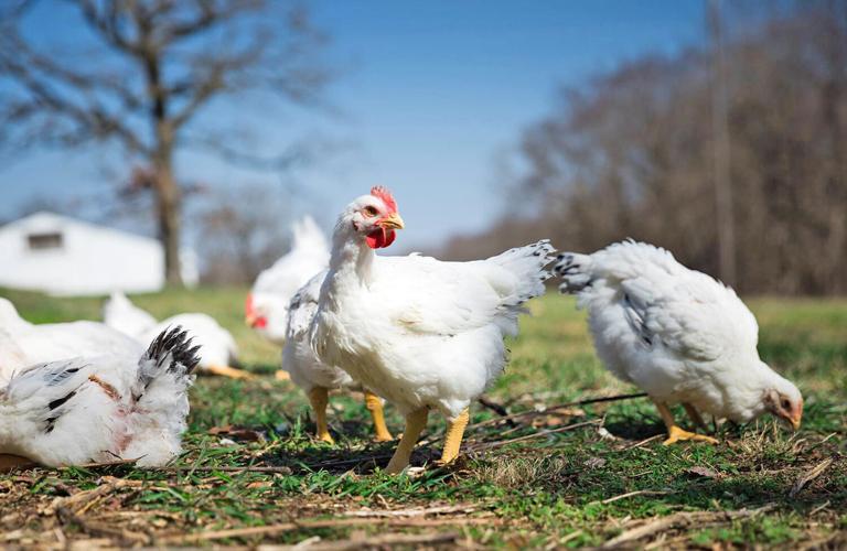 Free range chicken