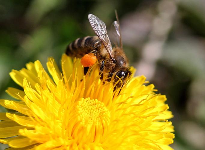 Bee on dandelion