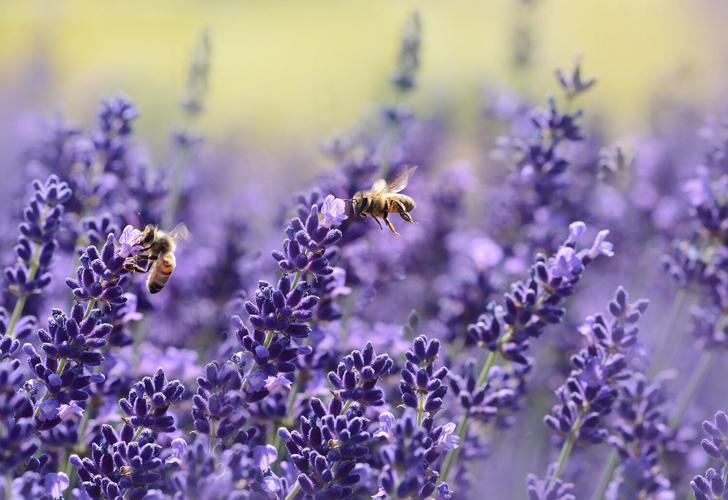 Bees on lavender