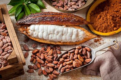 How your favorite chocolate gets from branch to bar