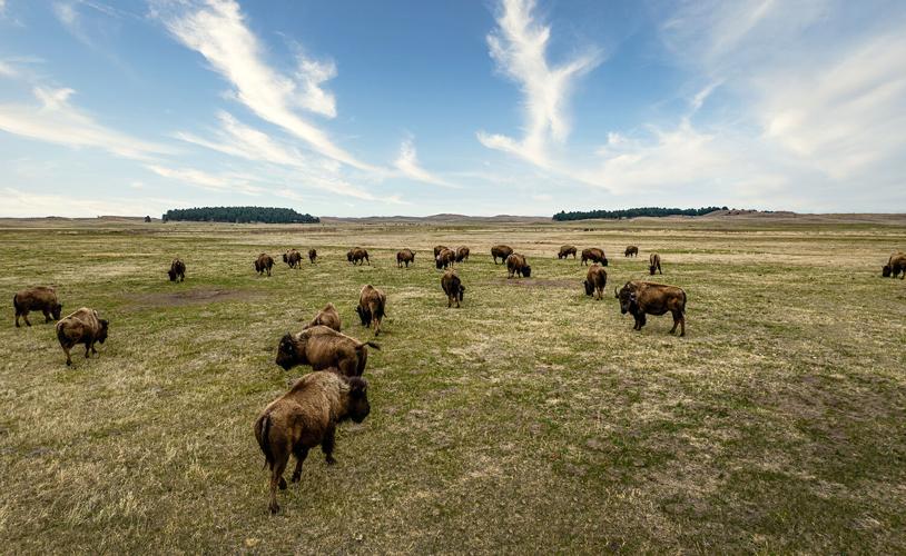 Bison on range