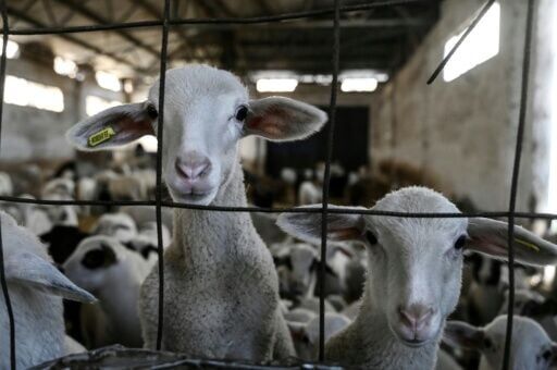 From August 2024 to early March, more than 480,000 sheep and goats have been slaughtered because of the pandemic