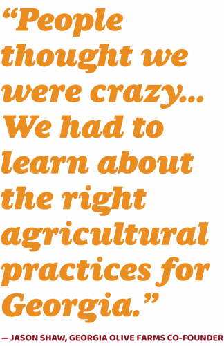 Feature quote - olives