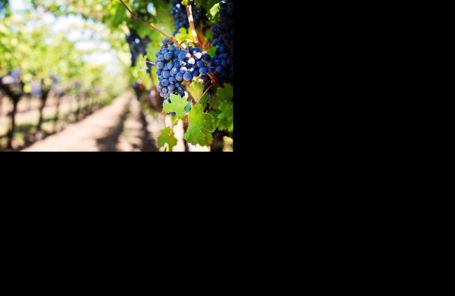 Grapes on vine