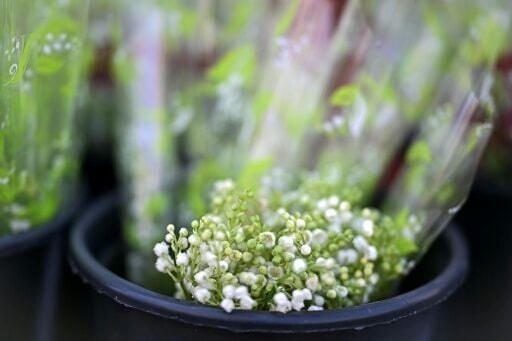 Lily of the valley is typically sold on May 1