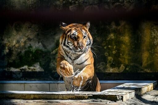 A Royal Bengal tiger cools off from the heat inside the Bangladesh National Zoo in Dhaka on April 7, 2026