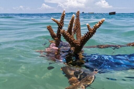 CIM Caribbean Foundation estimates that it has planted 1.5 hectares worth of 20 different coral species