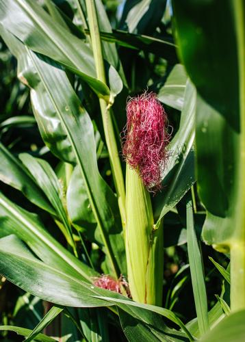 Janie's Farm corn