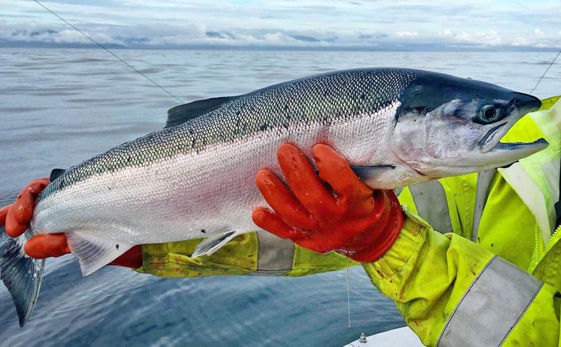 Sockeye salmon
