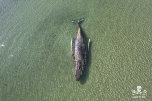 The humpback whale, which was stranded for days on Germany's Baltic Sea coast, seen in an image by Sea Shepherd Deutschland