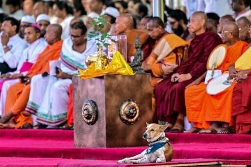 Aloka, a rescued stray dog, accompanied Vietnamese Buddhist monk Pannakara in a barefoot walk across Sri Lanka