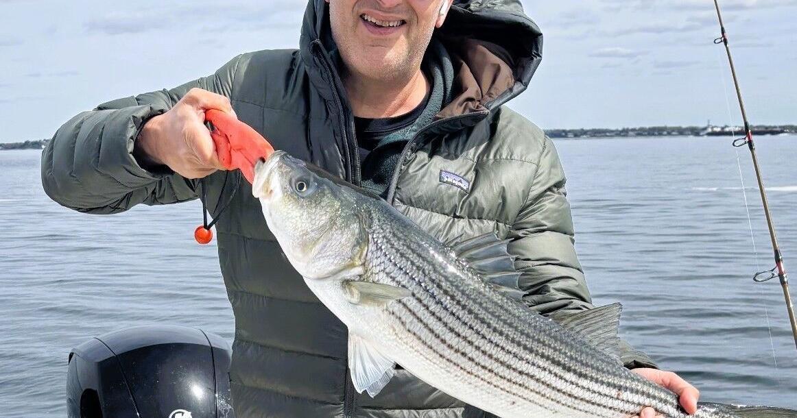 Fly fishing for stripers, the bass are here