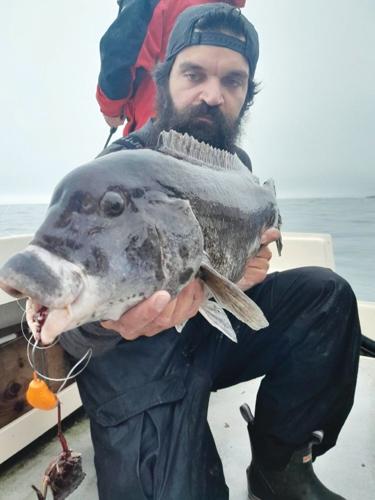 Tap, tap, tap spring tautog fishing has been great | Sports-stories | johnstonsunrise.net Tap, tap, tap spring tautog fishing has been great | Sports-stories | johnstonsunrise.net