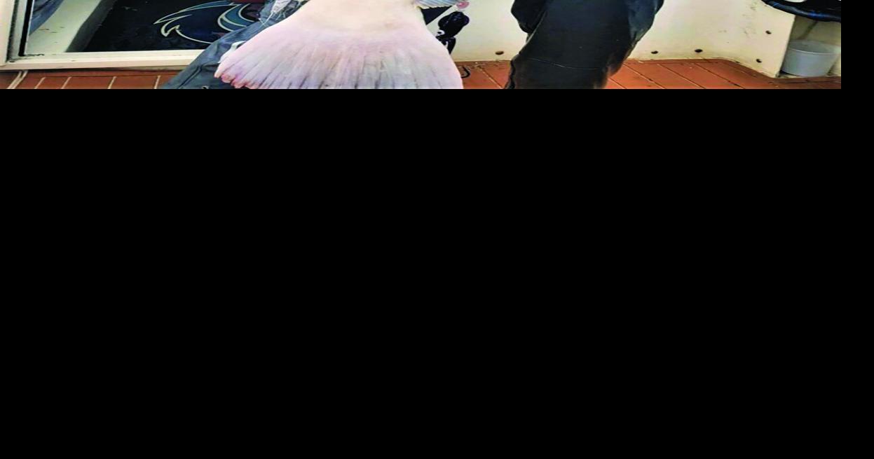 Be ready to catch a big fish