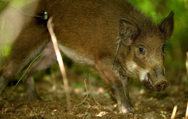 Feral hogs run roughshod in Missouri | Local News | joplinglobe.com