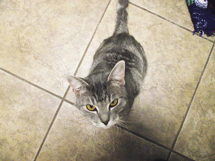 Kevin McClintock Two Joplin cats sporting some mighty fine duds