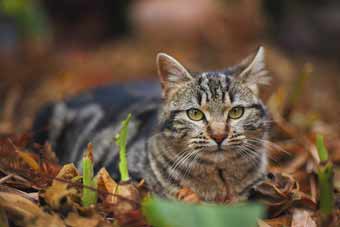 Feral Cat Traps Kansas