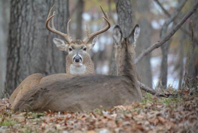 Brent Frazee Poachers Steal From Honest Hunters Lifestyles Joplinglobe Com