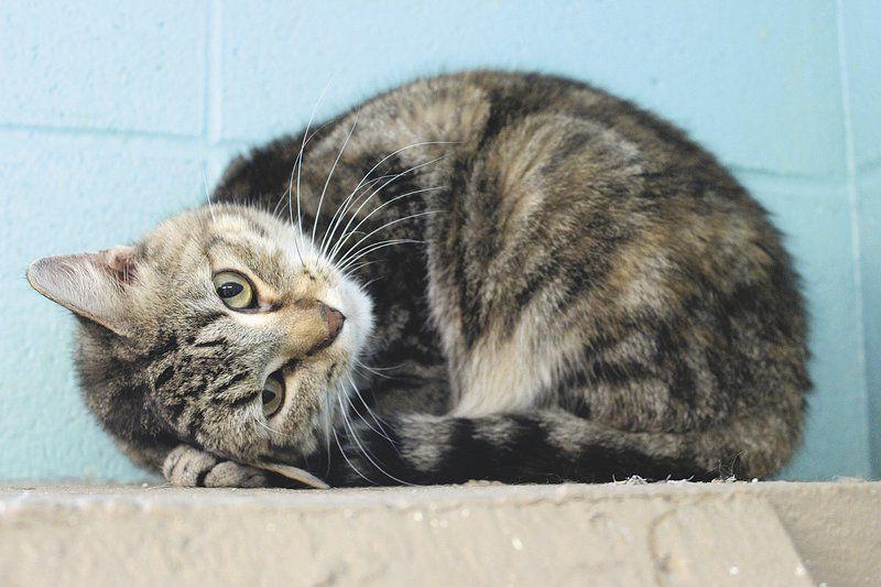 Kevin Mcclintock Sweet Barbara Looking For A Forever Home