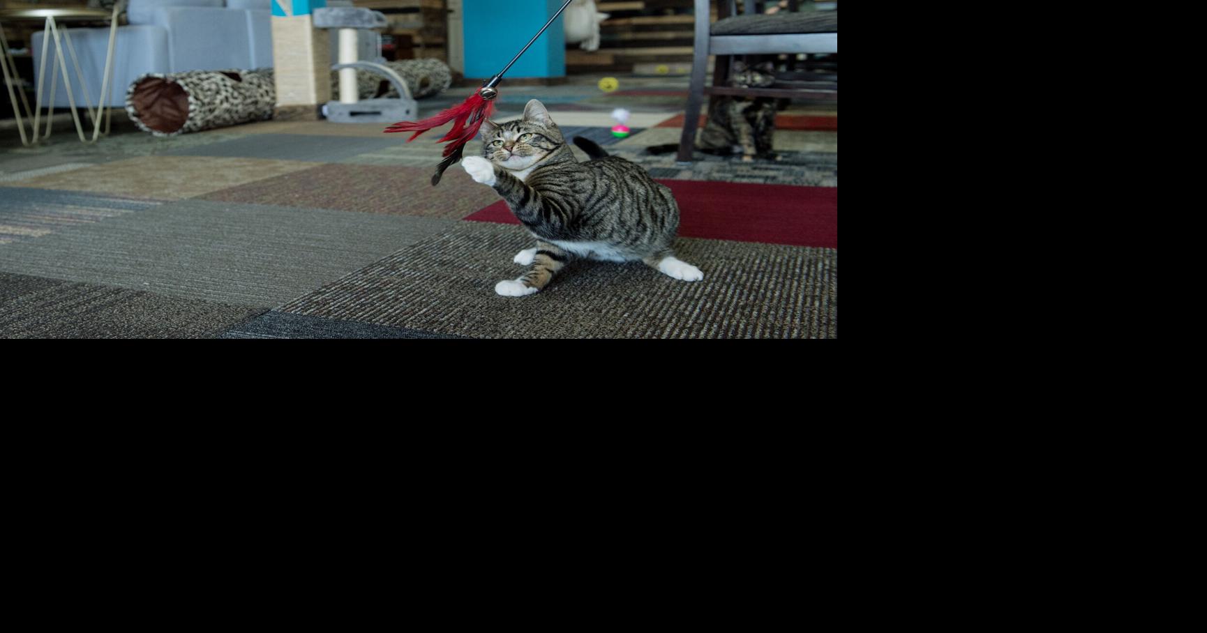 New cat cafe to open in Joplin Local News