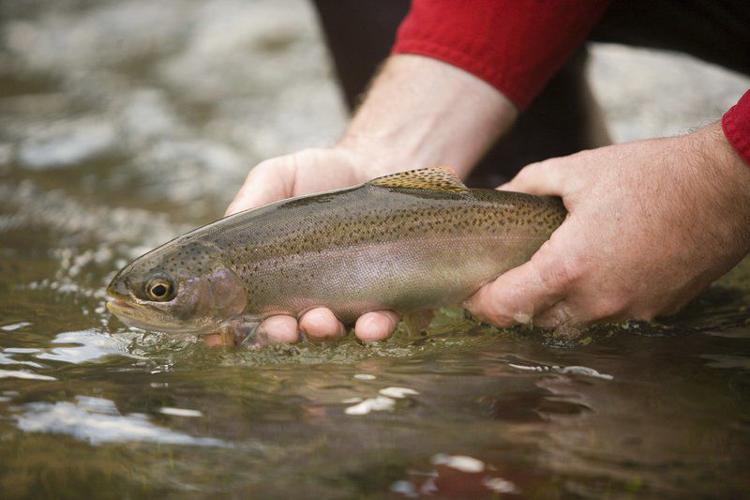 Andy Ostmeyer: What will climate change mean for trout fishing in