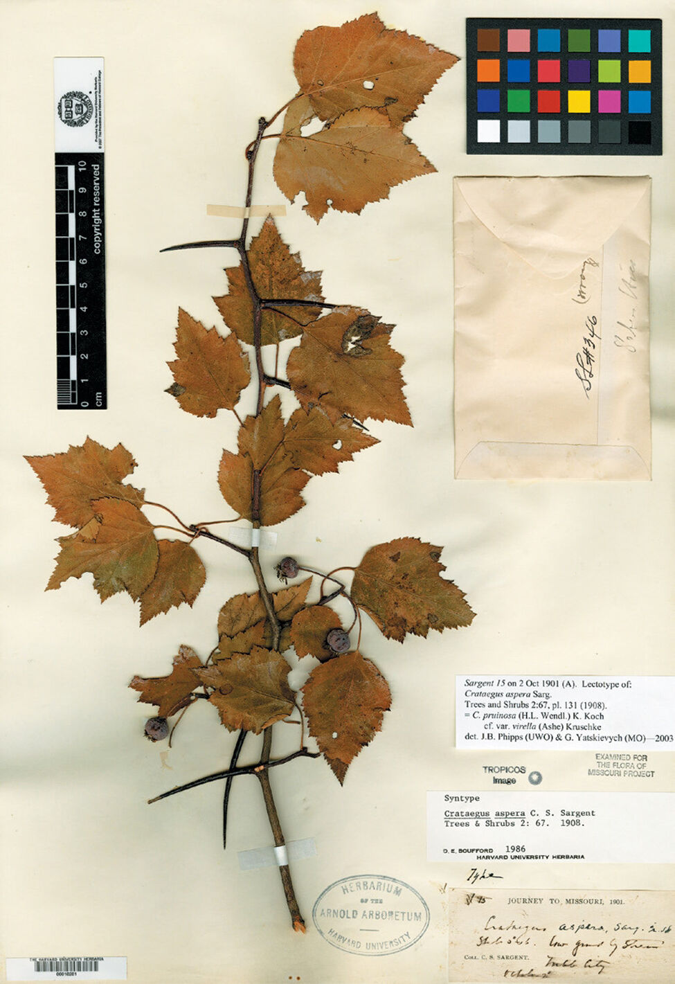 061221 Palmer herbarium specimen hawthorn
