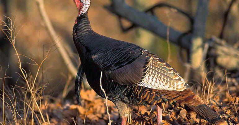 Joplin Globe Outdoor Pick of the Week: Turkey hunting basics