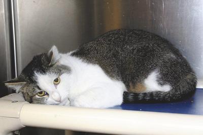 Kevin Mcclintock Carthage Humane Society Caring For Feral Cats In Humanitarian Way Lifestyles Joplinglobe Com