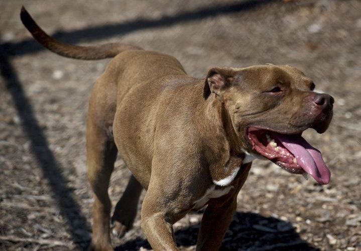 Group wants to end breed-specific dog bans in area communities, Local News
