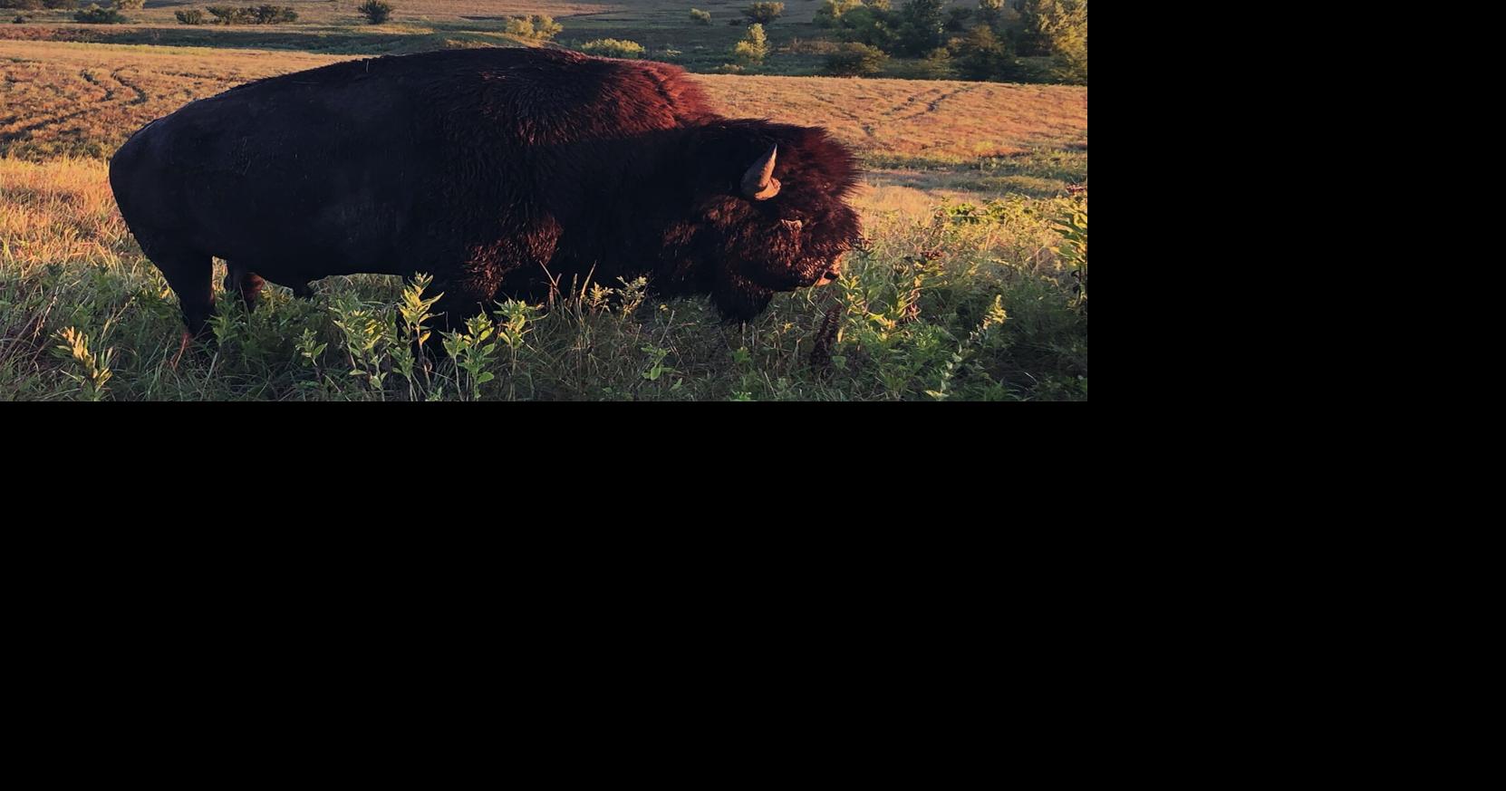 Reintroducing bison promotes biodiversity and resilience, study finds ...