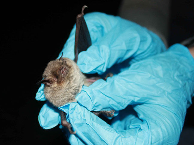 Biologist with gray bat.jpg