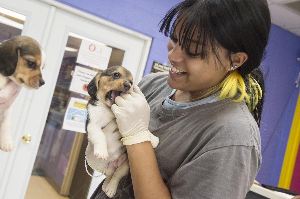Eight beagles rescued from Virginia facility now safe at shelter in  Pittsburg | Local News 