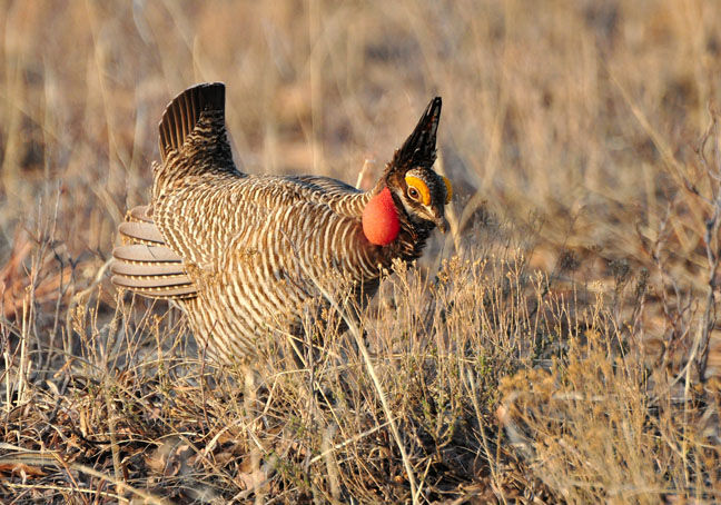 Lesser prairie chicken.jpg