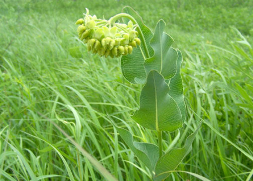 Meads-Milkweed .jpg