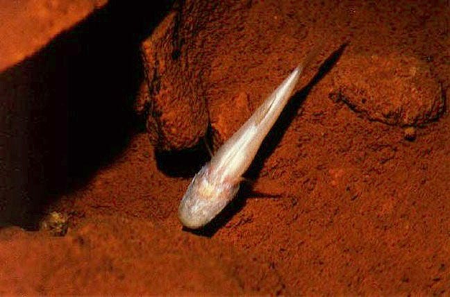 Ozark cave fish.jpg