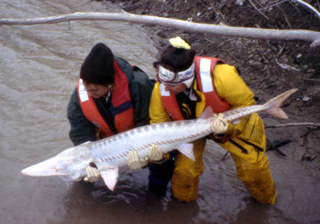 Pallid Sturgeon.jpg