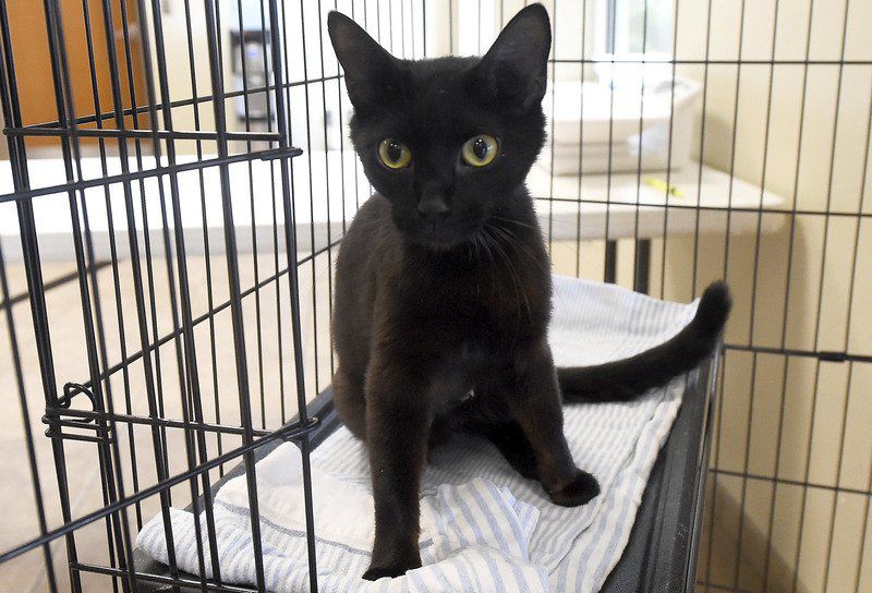 cost to get cat vaccinated