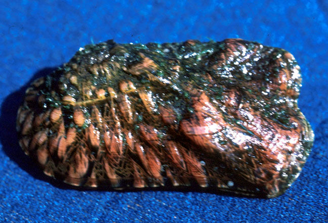 Rabbit's foot mussel.jpg