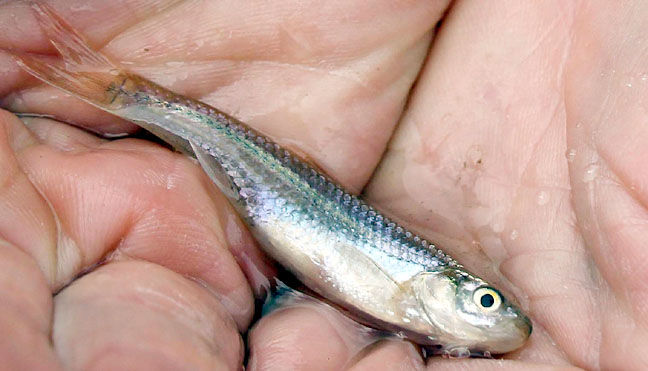 Topeka shiner.jpg