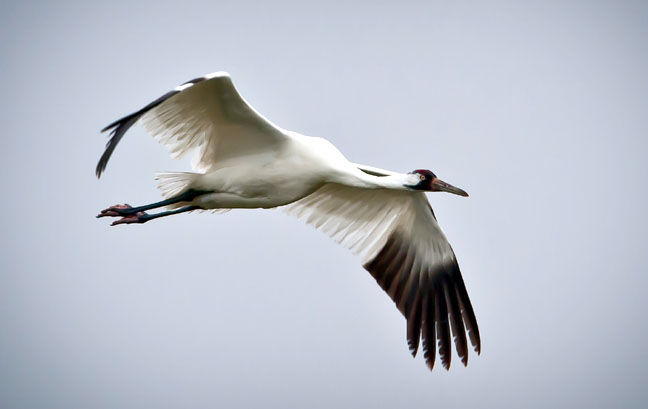 Whooping crane in flight