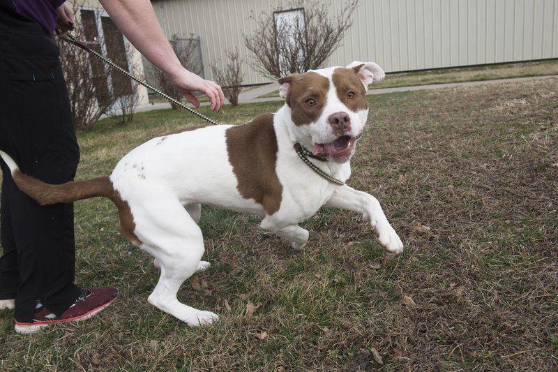 carthage to review breed specific dog