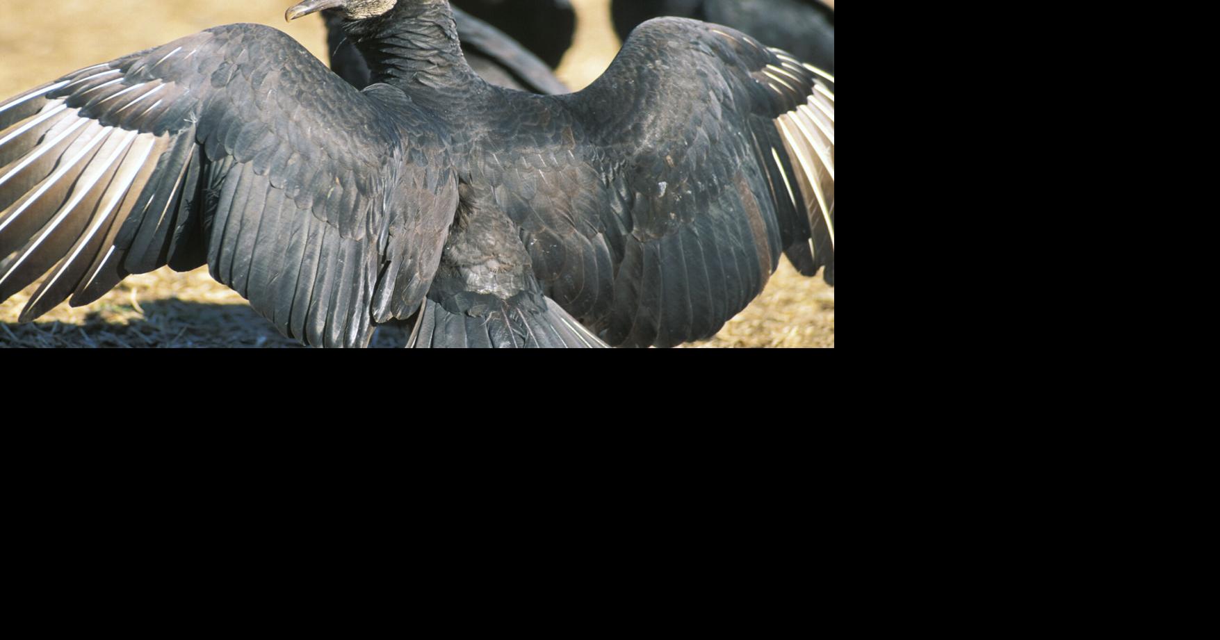 Black vulture presence troubling to livestock owners in Missouri Local News