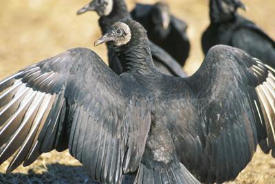 The Vultures of Florida - World Class Wildlife Removal