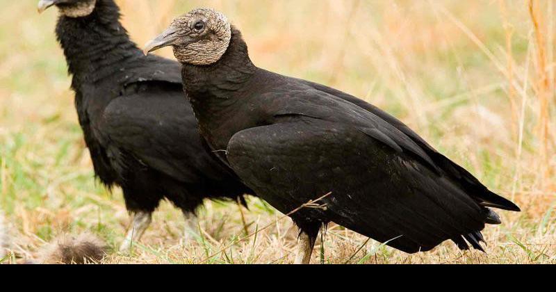 Black vultures have become a big headache for Missouri livestock