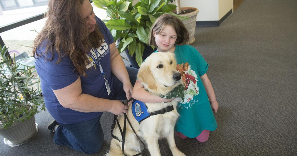 Daniel is new comfort dog for Immanuel Lutheran Church ministry | Local News