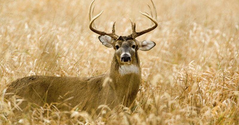 MDC announces new deer hunting regulations, inc…