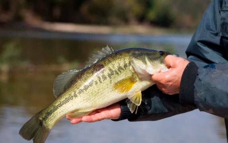 Brandon Butler: Topwater bass fishing is hot during the summer