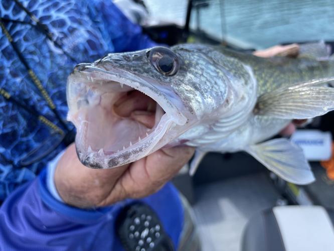 Brent Frazee: Popular gamefish thriving at Bull Shoals Lake, Sports